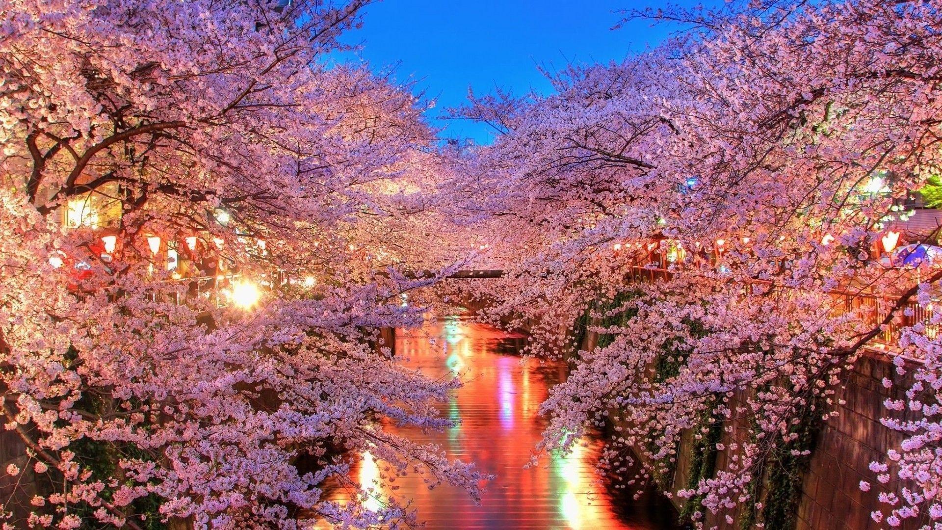 cherry-blossom-6.jpg