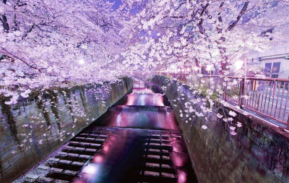 cherry-blossoms-over-a-river-in-tokyo.jpg