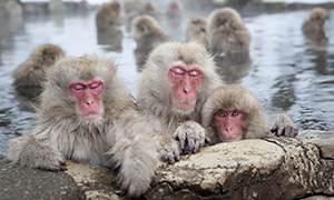 snow-monkey-in-onsen_1.jpg